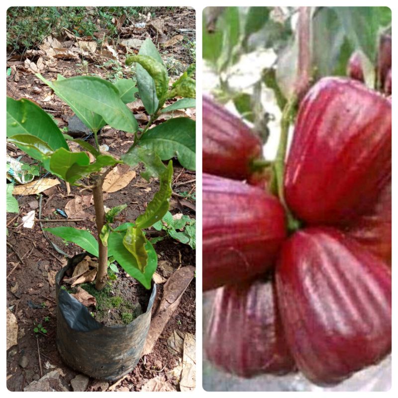 bibit Jambu citra hasil cangkok