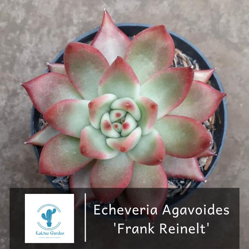 Echeveria Agavoides 'Frank Reinelt'