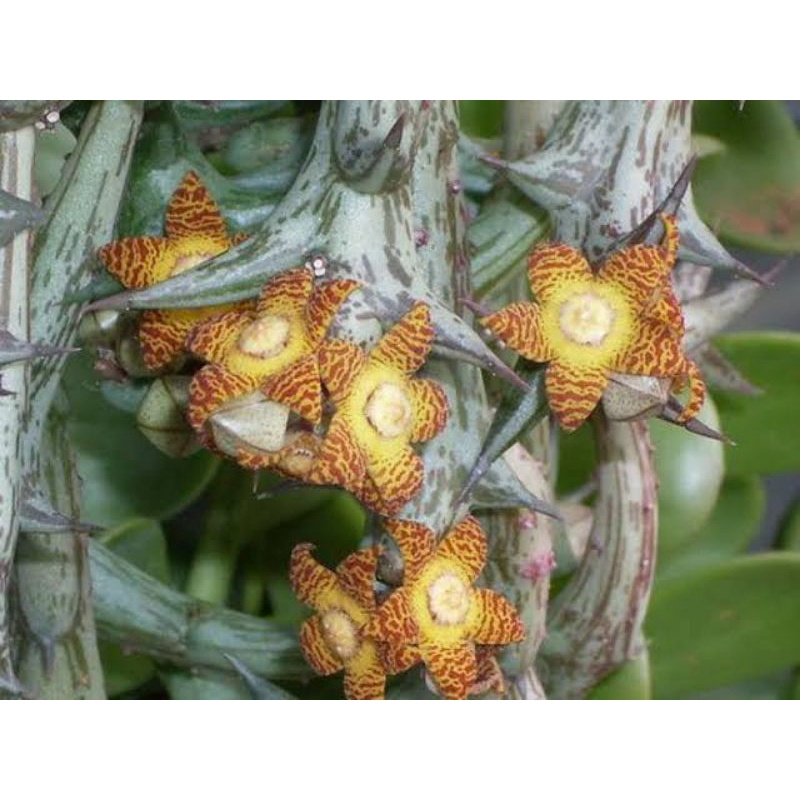 Sukulen Kaktus Orbea Schweinfurthii/Orbea Cula badak