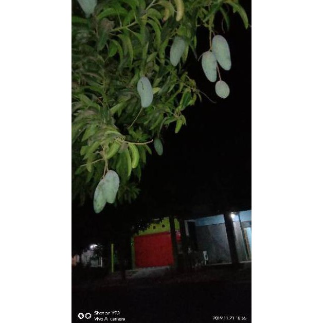 I2F Bibit Tanaman Buah Mangga Mahatir