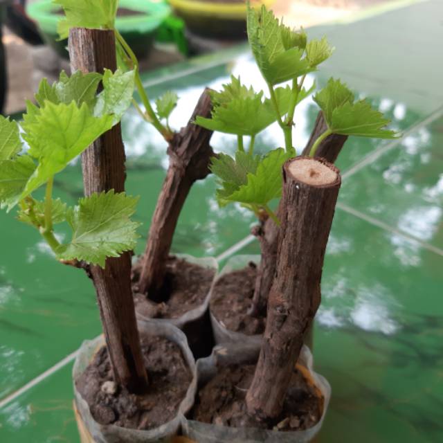 

Anggur merah unggul