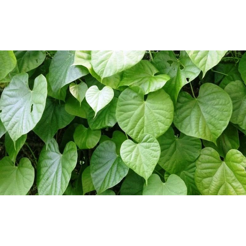 

Daun Sembukan segar 250 gram