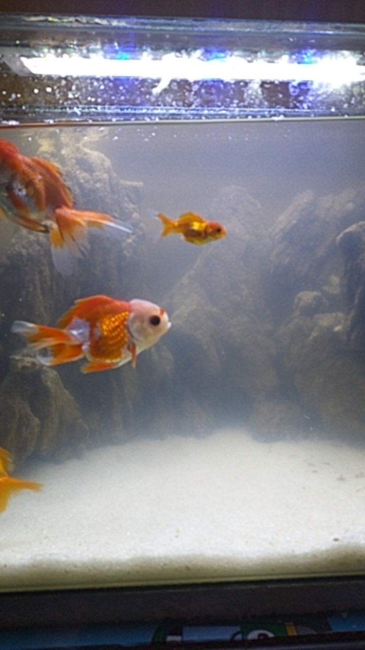 Kemeja Batik Pria Lengan Panjang Size M L Xl Xxl  Bswart Batik Hrb026 Kenongo Hem Panjang Padi