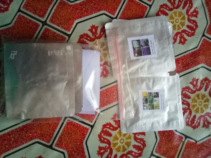 Biji Bunga Dahlia Kuning Jingga (rare Yellow Orange Dahlia Seeds)