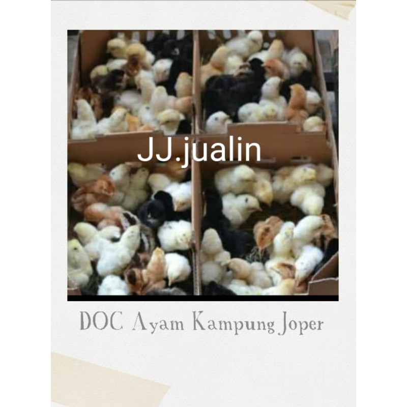 ayam joper 10 ekor / doc ayam kampung joper 10 ekor