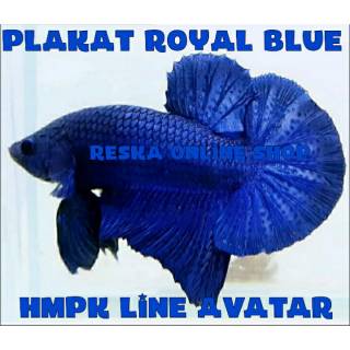 ikan cupang bbl series royal blue line avatar | shopee