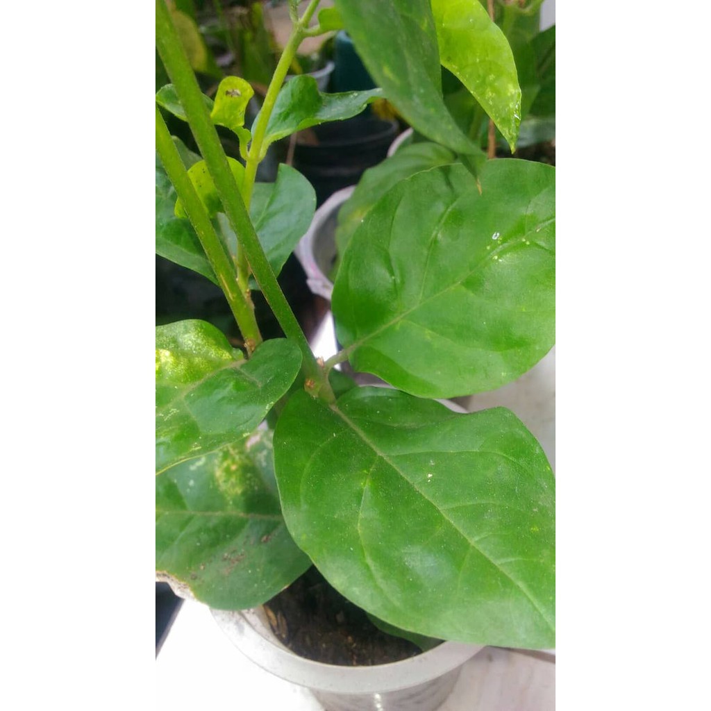 Bibit Melati / Bunga Hidup Melati / Melati / Bunga Wangi