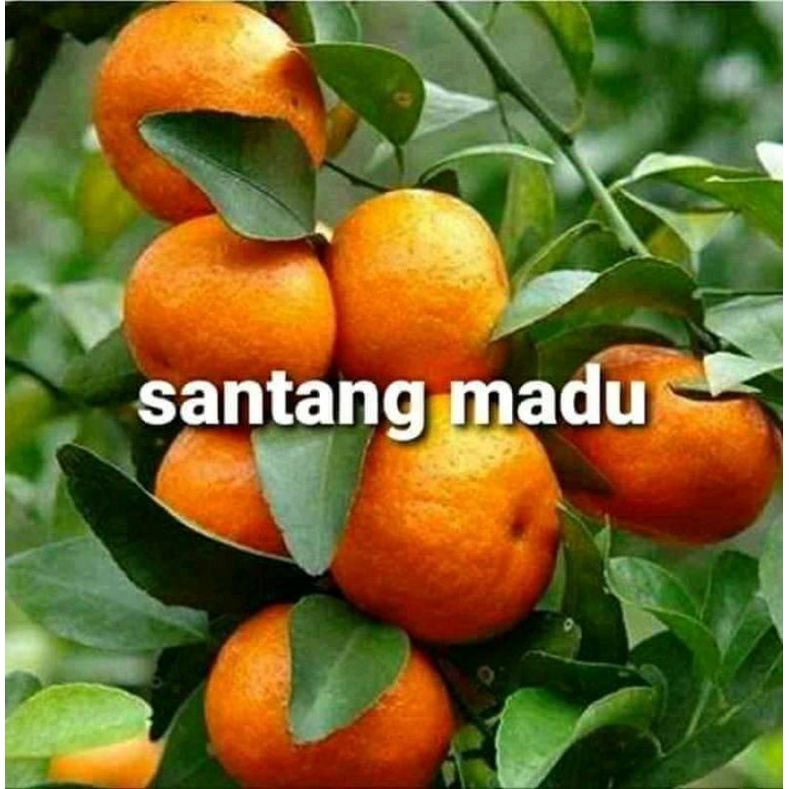 Bibit jeruk santang madu siap berbuah