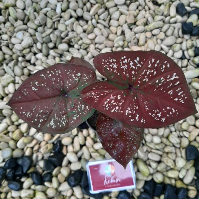 Dark Choco Caladium Keladi Kaladi Caladium Import Thailand Talas Lompong Tanaman Hias Bunga Hias Shopee Indonesia