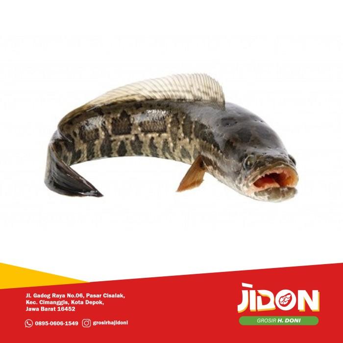 

Fisho | Jual Ikan Air Tawar/Ikan Segar/Ikan Gabus Ready stock