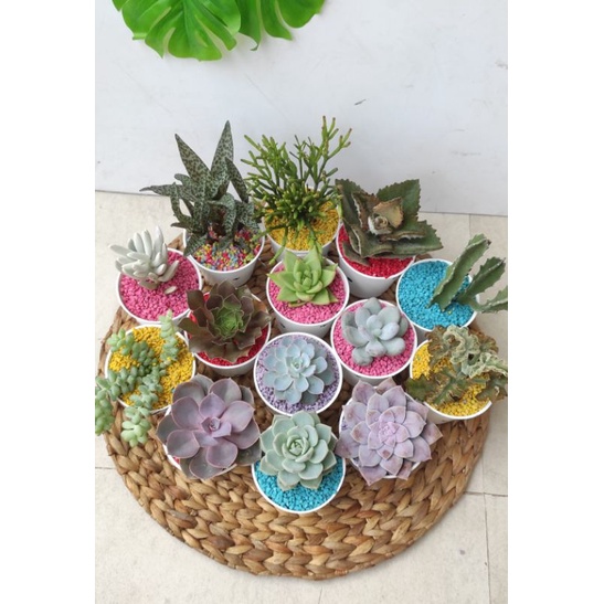 kaktus dan sukulen (Free pot putih 8cm + media tanam + batu warna)