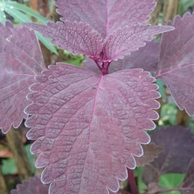 

Daun iler atau Jawer Kotok Segar 500 gram Murah