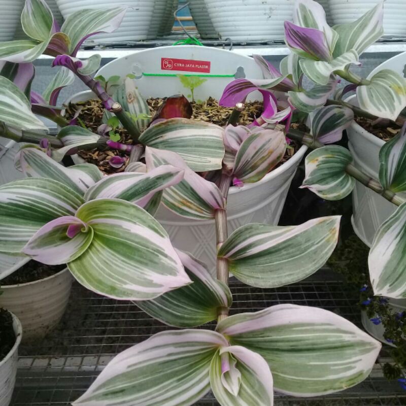 tanaman hias gewor nanuek