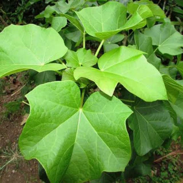 

[TERBARU] DAUN JARAK SEGAR SIAP PETIK