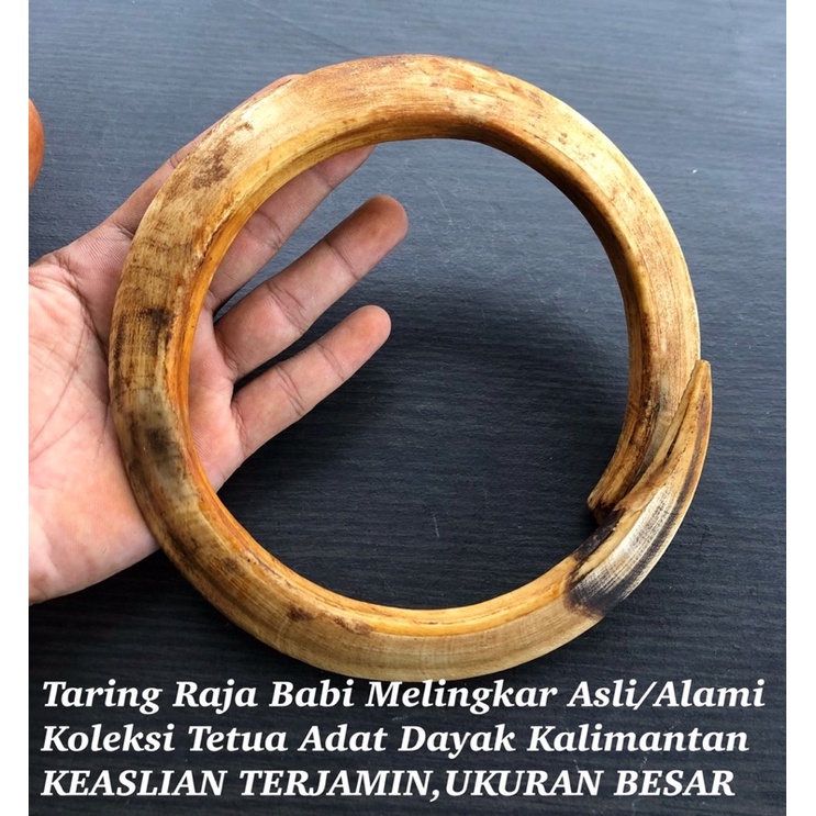 Taring Babi Melingkar Asli Pedalaman Kalimantan XL05