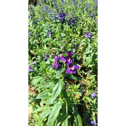 Tanaman hias lavender tanaman herbal pengusir nyamuk Tanaman Lavender asli