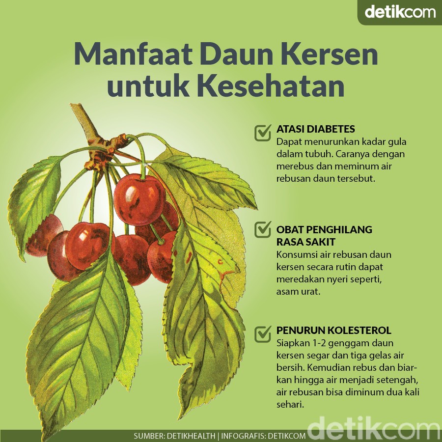

Daun Ceri Segar / Kersen / Talok / Seri Segar 250gr (herbal untuk diabetes)