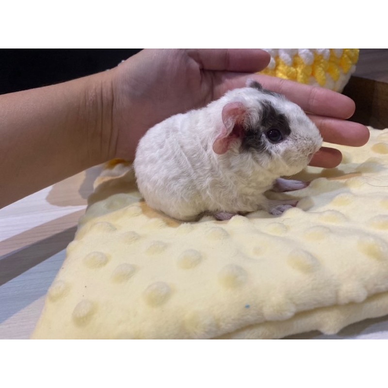 teddy guinea pig sow