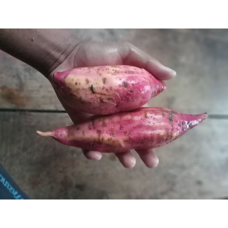 

buah umbi merah segar dan fresh 1 kg