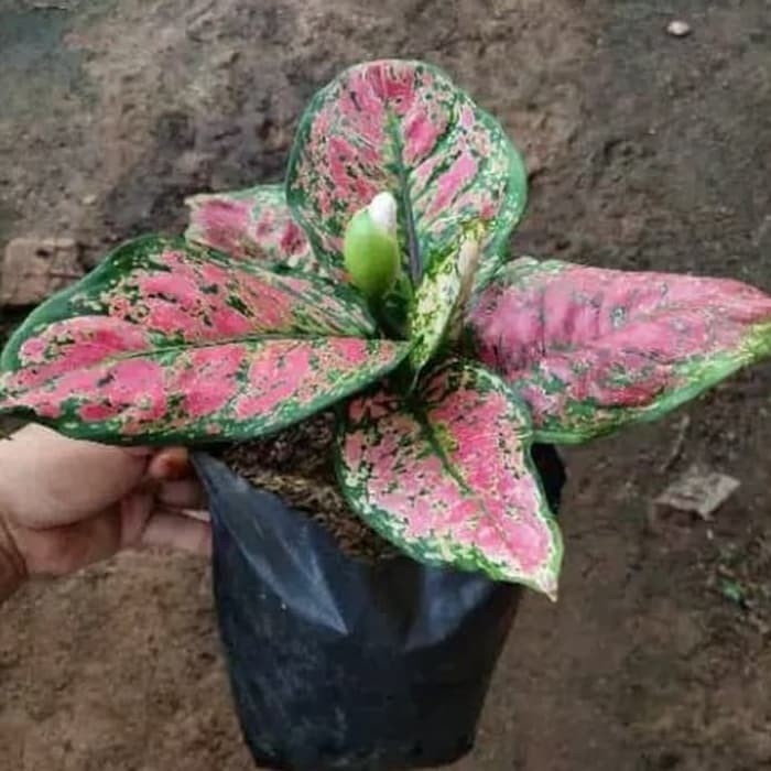 Benih bibit Bunga Aglonema dut anjamani