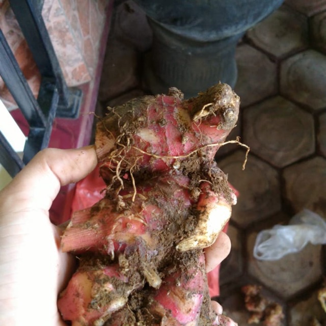 

Jahe merah segar