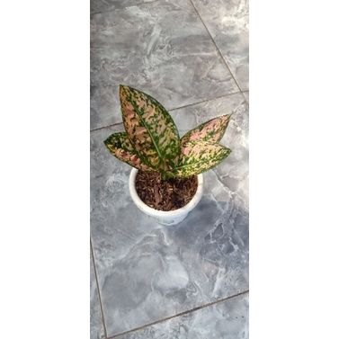 aglonema Ruby compacta