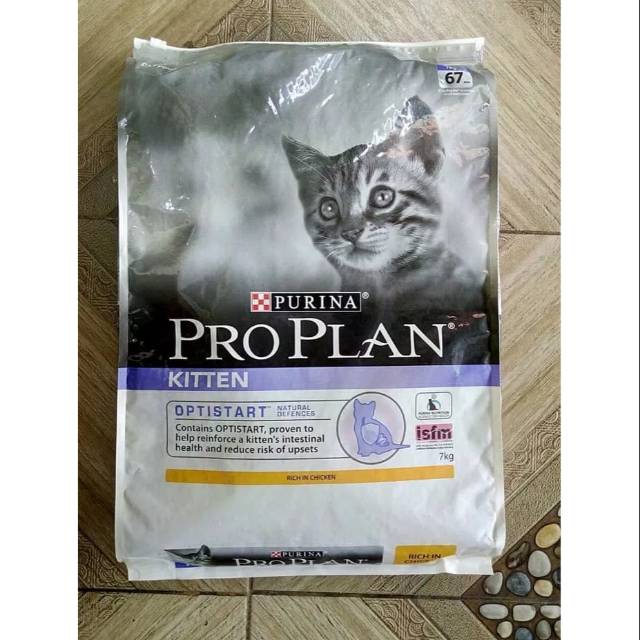 Pro plan kitten