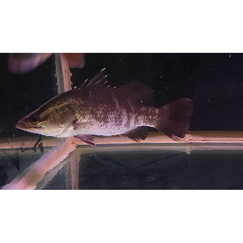 

Baramundi ikan