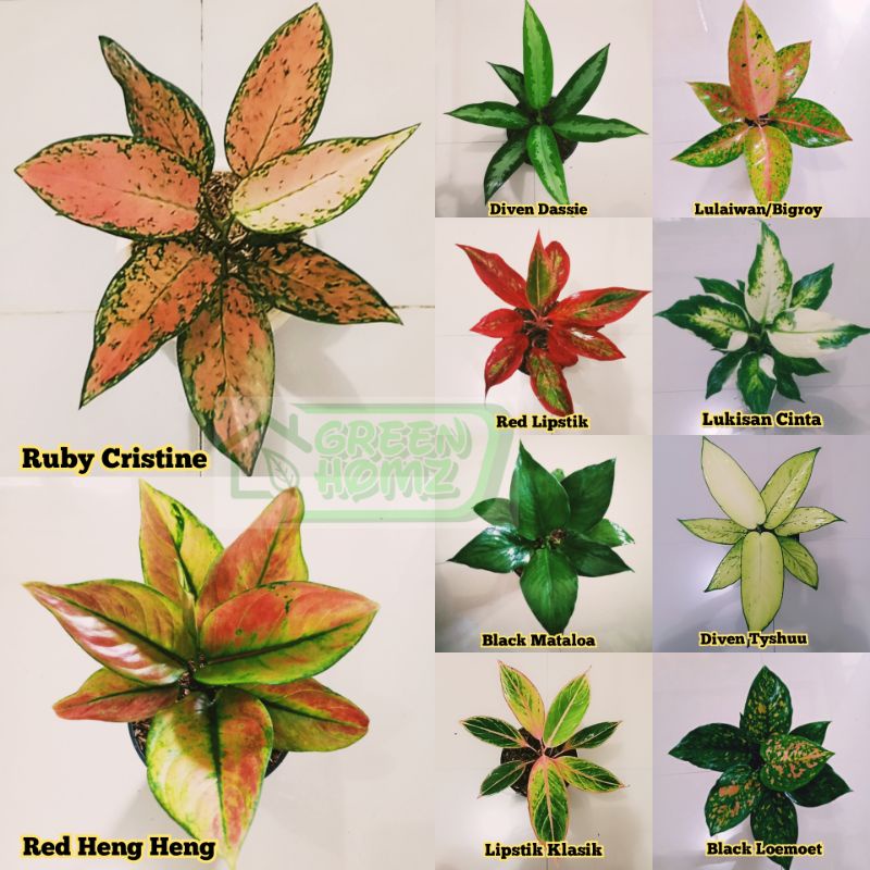 Paket 10 pohon bunga aglonema