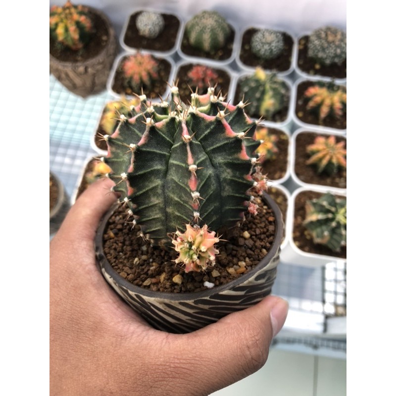 Indukan Kaktus Milo Starfire gymnocalycium mihanovichii gymno miha var variegata