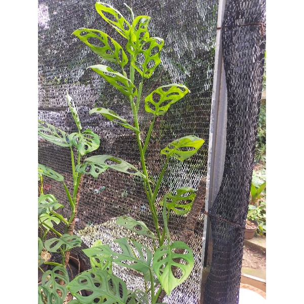 STEK AKAR MONSTERA ADANSONI-JANDA BOLONG DAUN BESAR