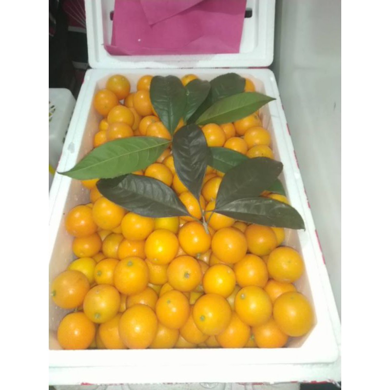 

jeruk Kimkit kimquat