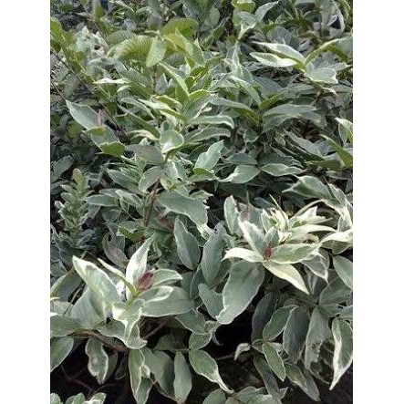 Bibit Tanaman Buah Jambu Air Madu Deli Jumbo Variegata