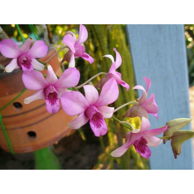 Dendrobium Mantangai Rawatan