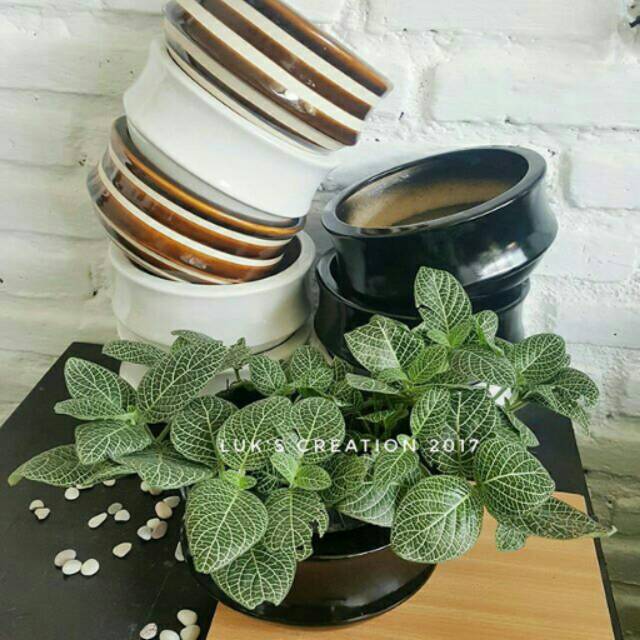  Pot  tanaman  gantung pot  keramik pot tanaman Shopee  