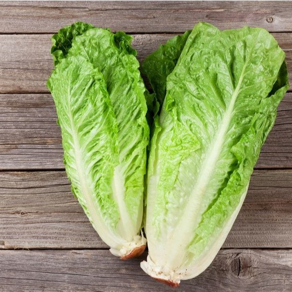 100 Bibit Selada Romaine Hijau Benih Sayuran Selada Lettuce Green Romaine Sayur Known You Seed