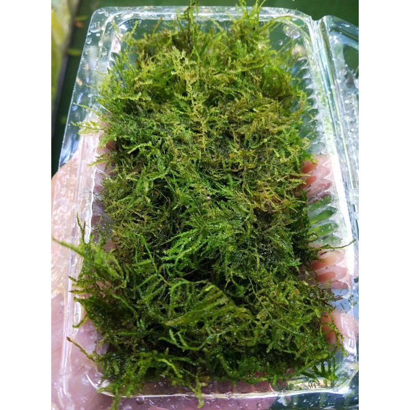 Moss java, weeping, ricardia clump aquascape