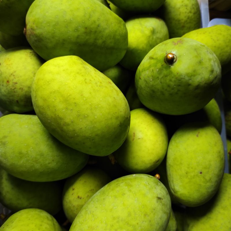 

mangga kweni fresh 1kg
