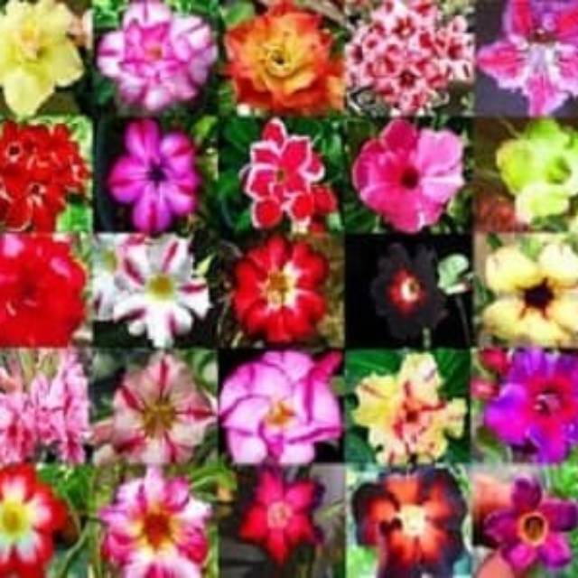 20 Biji Benih Adenium obesum Mix Wide Varieties 