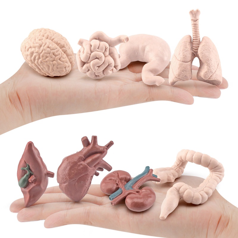 Mary Organ Tubuh Torso Manusia Miniatur Organ Anatomi Model Edukasi Montessori Mainan Kiddie Boy Girl Collection Figurines