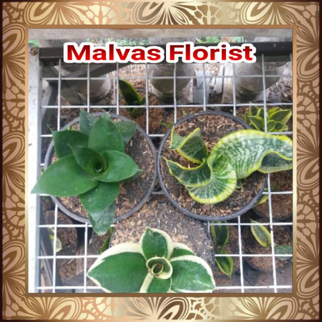 Tanaman hias - bibit bunga sansivieria paket B