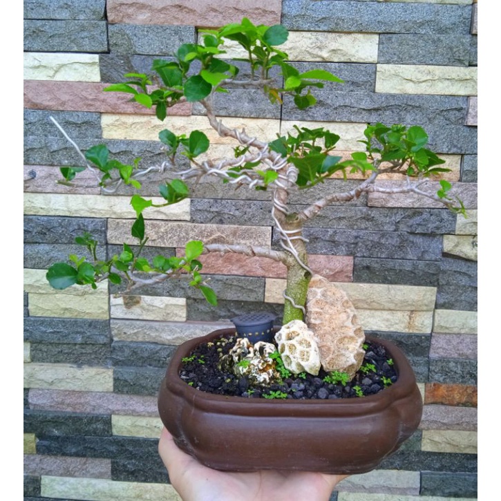 bonsai serut mame