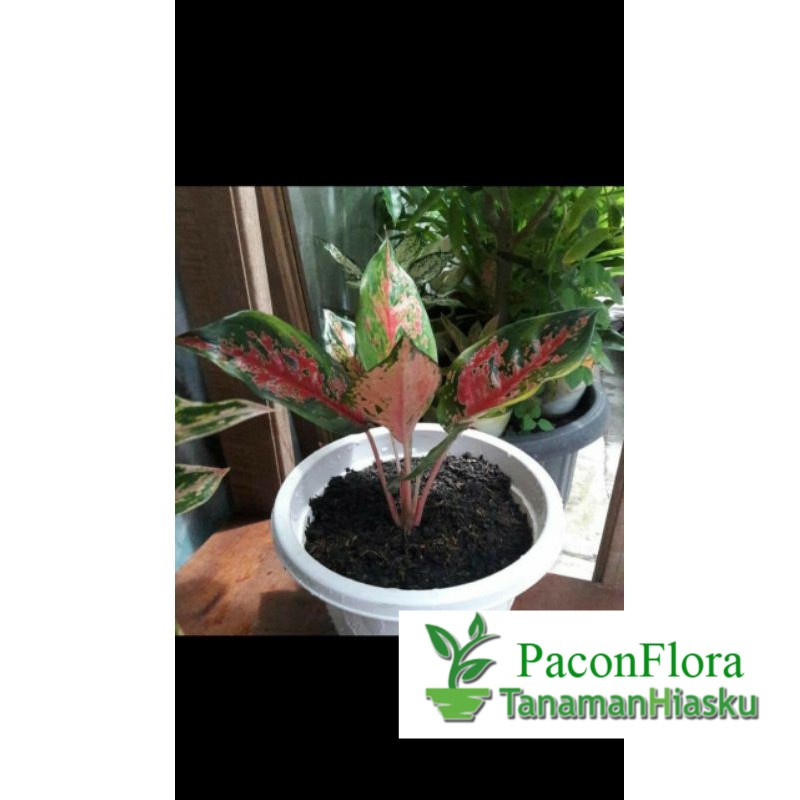 Tanaman hias aglaonema red khocin / pohon aglonema kocin