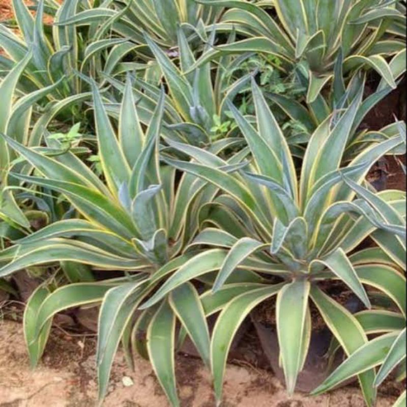 Tanaman agave mini - agave ciklok