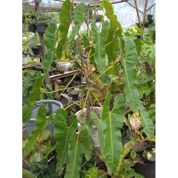 philodendron Billitiaei