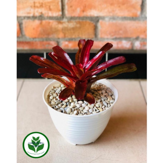 TANAMAN HIAS BROMELIA MERAH MINI - BROMELIA PAKIS