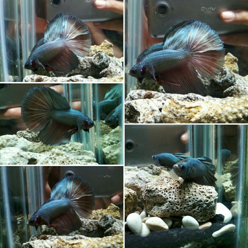 cupang HM Cooper/real picture 997