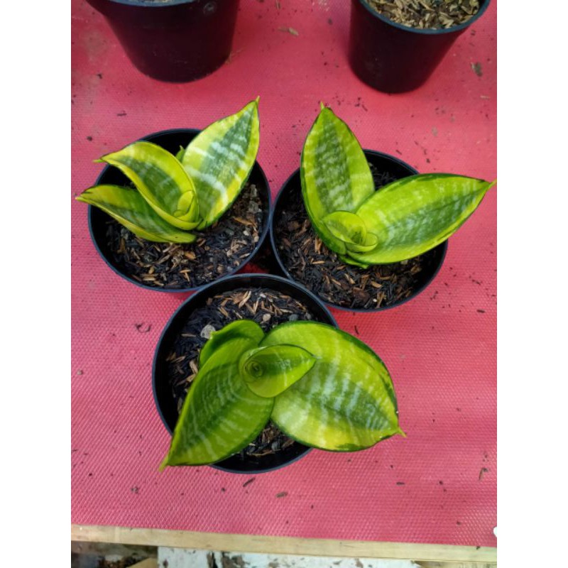 Paketan hahni philipine