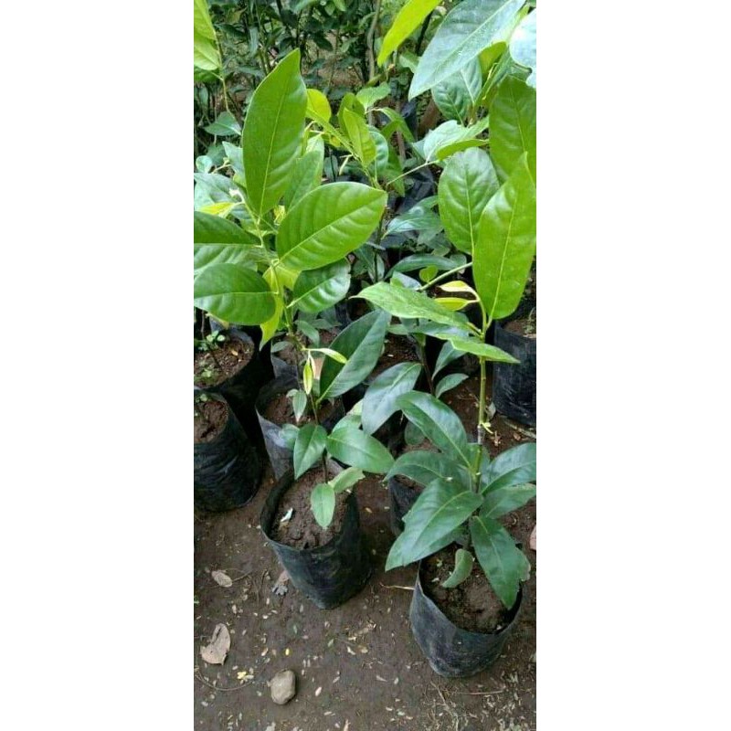 

Bibit Black Sapote