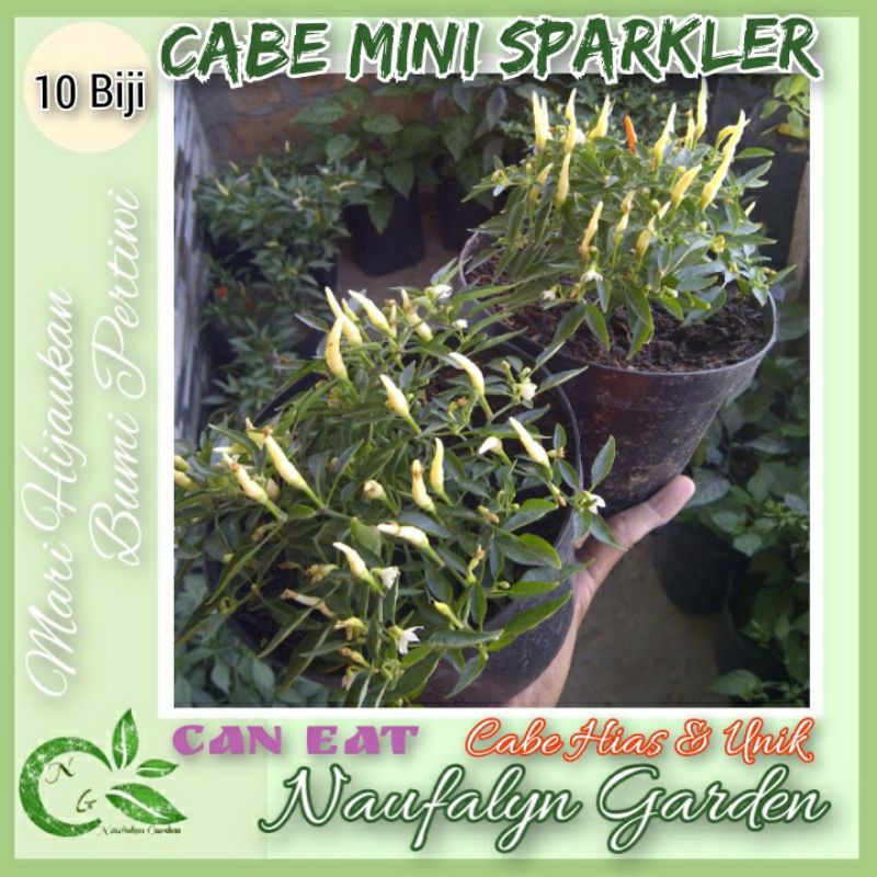 10 Benih Cabe Hias Mini Sparkler Benih Biji Bibit Cabe Hias Import Berkualitas